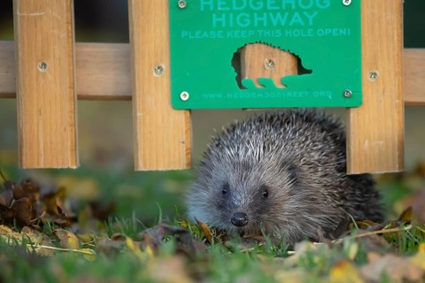 European hedgehog (Erinaceus europaeus) adult animal walking through a Hedgehog highway sign on an