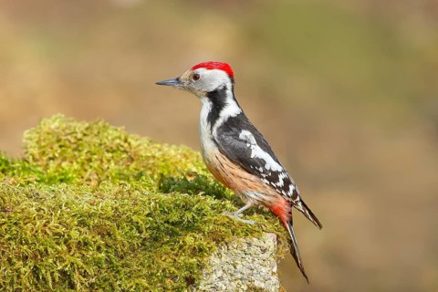 Middle Spotted Woodpecker (Dendrocopos medius), male sitting on a stone covered with moss,