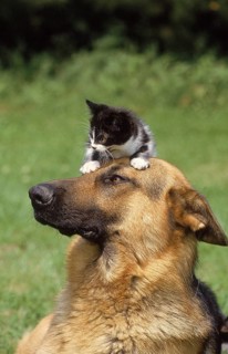 GERMAN SHEPHERD DOG, ADULT WITH KITTEN ON HEAD