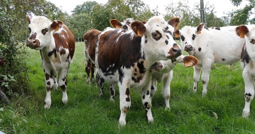Normandy Cattle, Cows in Meadow, Normandy