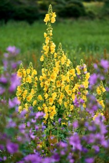 Big yellow mullein on isle Hiddensee
