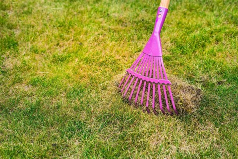 Cleaning up the grass with a rake. Aerating and scarifying the lawn in the garden. Improving the