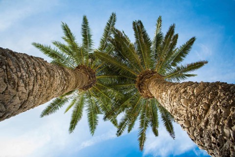 Low angle view on two palm trees shot directly into the sun