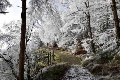 Hiking trail along the Mörschieder Burr in the Hunsrück-Hochwald National Park with hoarfrost and