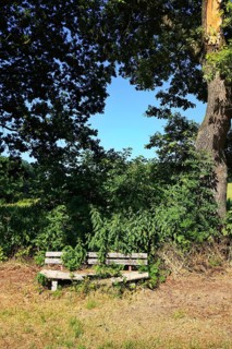 Rotten, collapsed bench on the edge of the path under a tree