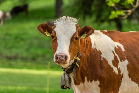 White-brown young cow with a bell on its neck, standing in an orchard from Switzerland and looking
