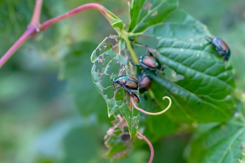 The Japanese beetle (Popillia japonica) is a species of scarab beetle