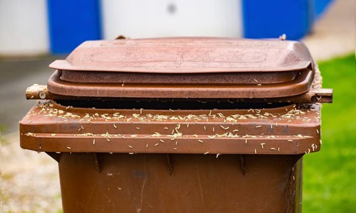 Numerous maggots on a brown rubbish bin