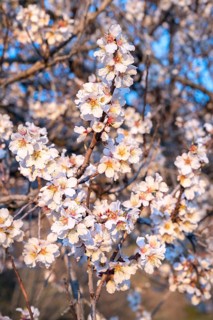 Almond blossom (Prunus dulcis) in spring near Venaco, Corsica Regional nature park Park, Corsica,