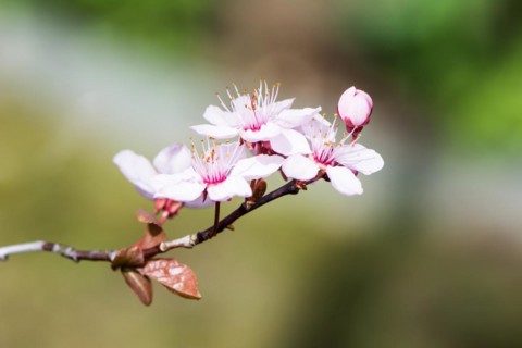 Blossoming season with pink plum blossoms