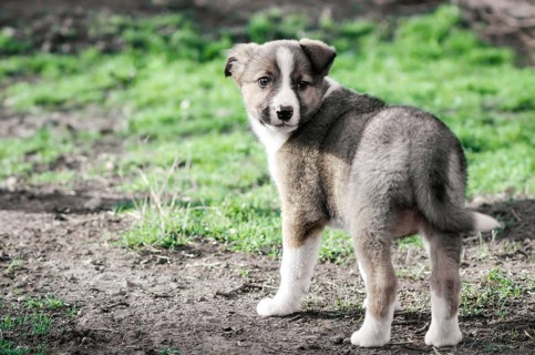 Little puppy mongrel on a path for a walk in the village in spring