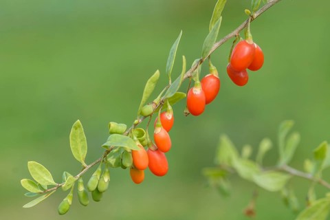 Goji berry (Lycium barbarum TURGIDUS), Bundessortenamt Prüfstelle Wurzen, Federal Republic of
