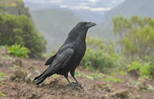 Canary Raven, Corvus corax canariensis, Tenerife, Spain, Europe