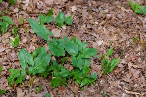 Arum, leaves, leaf, spring, forest floor, spring, green, poisonous plant, poisonous, danger of