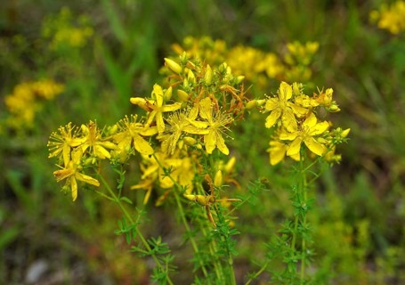 Common St John's wort, Hypericum perforatum, amber, St John's wort, Tipton's weed, chase-devil,