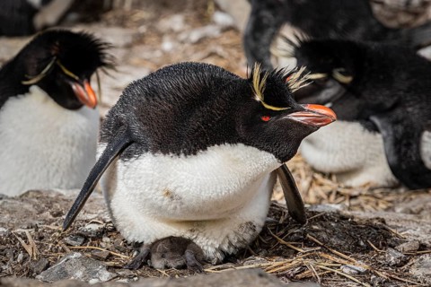 Rockhopper penguin (Eudyptes chrysocome) breeding, Bleaker Island, Falkland Islands, Great Britain,