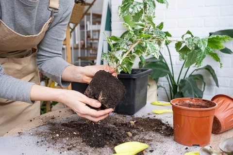 Repotting a home plant hibiscus variegated into a new pot in home interior. Caring for a potted