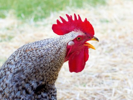 Red rooster cockerell