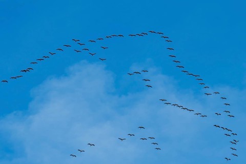 Flying birds form a V-formation in the blue sky under scattered clouds, cranes, Gruidae, on their