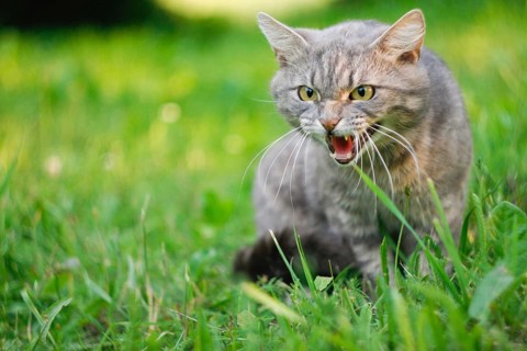 Gray cat in grass with an aggressive expression, baring teeth and hissing