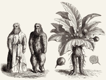 Mandrake, Mandragora officinarum, Mandragora officinarum, illustration from the 19th century