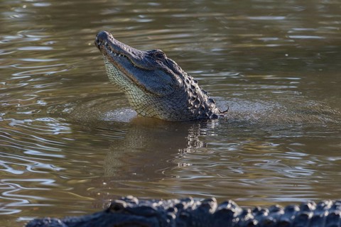 American alligator (Alligator mississippiensis), Florida, Gatorland, USA, North America