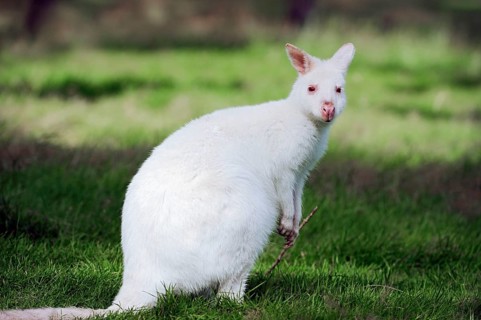 Red-naped wallaby, red-necked wallaby (Macropus rufogriseus)