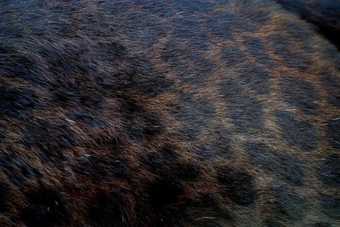 BLACK PANTHER (panthera pardus), CLOSE-UP OF ADULT HAIR COAT