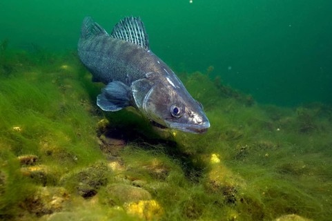 Zander (Sander lucioperca), Sander, Shill, Pike perch, Toothmouth, Sand perch