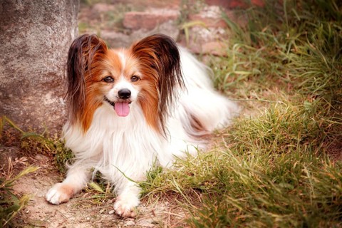 Portrait of papillon purebreed dog lying on the grass
