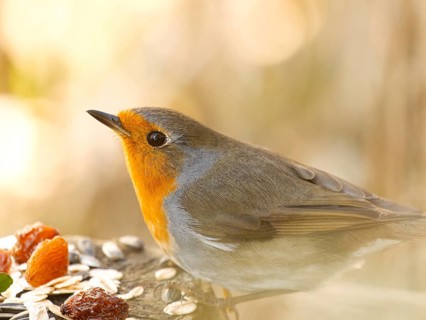 Sitting robin (Erithacus rubecula) on tree stump, bird feeder, Rhineland-Palatinate, Germany,