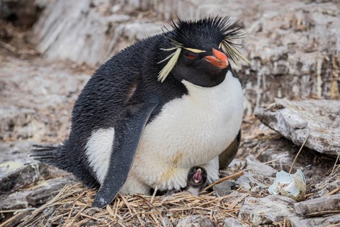 Rockhopper penguin (Eudyptes chrysocome) breeding, Bleaker Island, Falkland Islands, Great Britain,