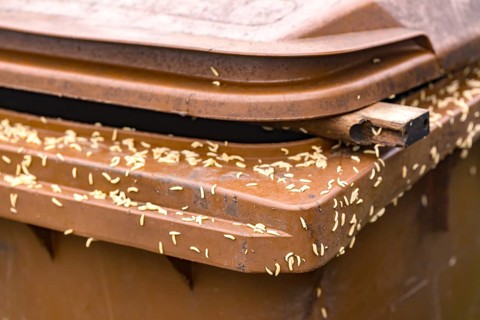 Numerous maggots on a brown rubbish bin