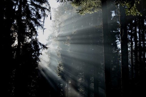 Rays of light fall through coniferous forest on a misty winter morning in the Hunsrück-Hochwald