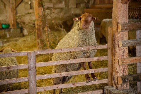 Coburg fox in sheepfold, fox sheep, sheep, Hohenloher Freilandmuseum, Wackershofen, Schwäbisch