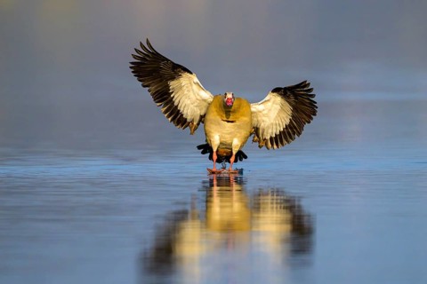 A Egyptian goose (Alopochen aegyptiaca) flies calmly over the water surface, its wings spread wide,