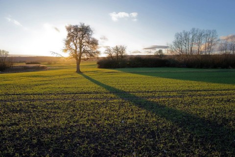 Long shadow of a tree at dusk, golden light, evening mood, twilight, sunbeam, sunlight, January,