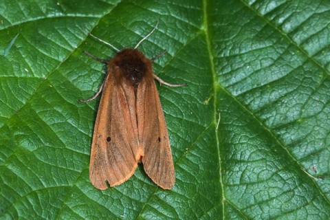 Cinnamon bear (Phragmatobia fuliginosa)