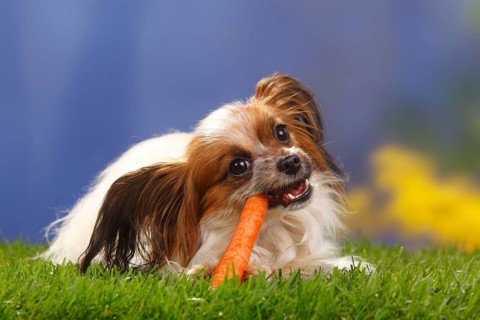 Papillon, Butterfly Puppy, Continental Dwarf Spaniel, Carrot, Carrot