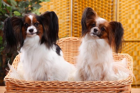 Papillons, Bitches, Butterfly Puppies, Continental Dwarf Spaniels