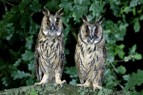 LONG-EARED OWL (asio otus), PAIR STANDING ON BRANCH, NORMANDY