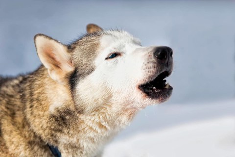 Howling husky
