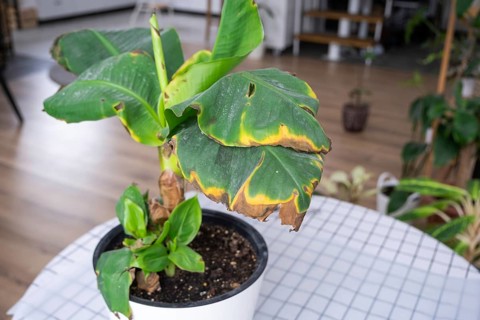 Problems in the cultivation of domestic plants Problems in cultivation of domestic plants Musa