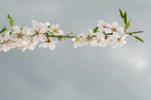 Close-up of a cherry blossom branch with a cloudy sky in the background and copy space