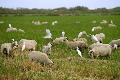 Beautiful flock of sheeps with dipped white birds over sheep back