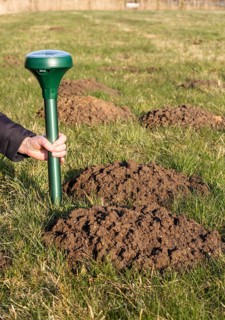 Attaching a mole deterrent