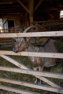 Goat in the historic sheepfold, Hohenloher Freilandmuseum, Wackershofen, Schwäbisch Hall