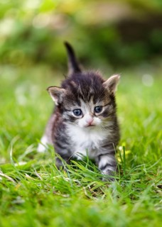 Grey, white and brown kitten walking in the grass and looking at the camera. (Felis catus)