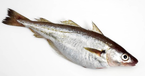 Fresh Whiting, merlangius merlangus, Fish against White Background