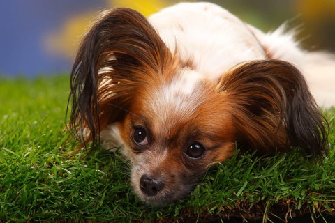 Papillon, butterfly dog, continental dwarf spaniel